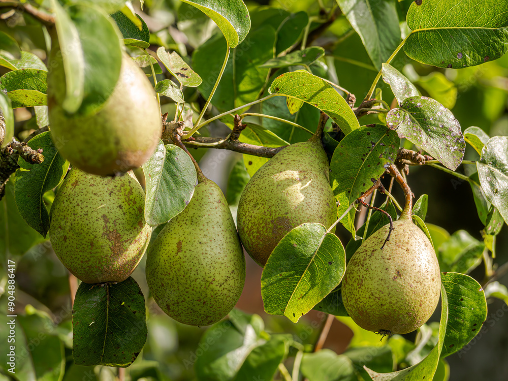 cultivating pear trees in a home garden, including tree care, environmental needs, and the harvesting and use of the fruit cultivating pear trees in a home garden, including tree care, environmental needs, and the harvesting and use of the fruit