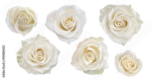 White / Cream roses on a transparent PNG background. 