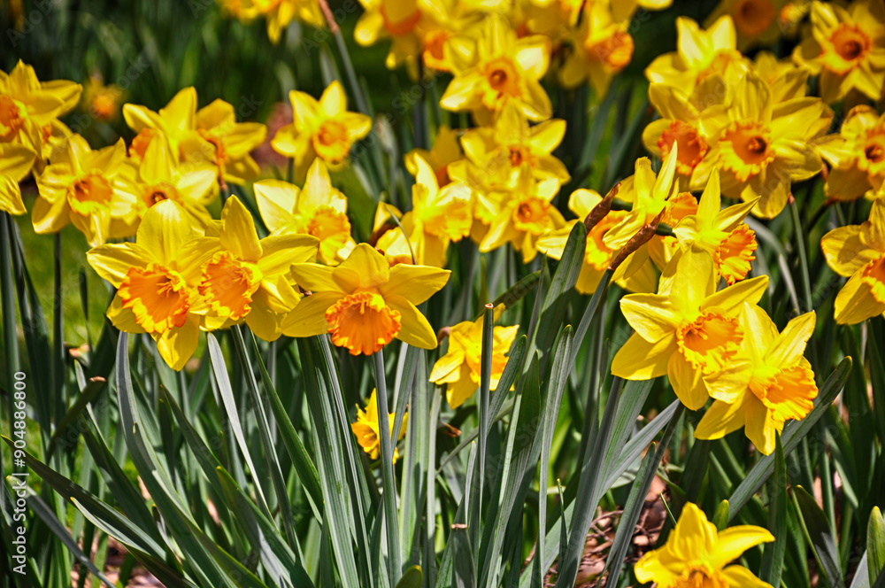 Beautiful yellow daffodil flowers in the garden Beautiful yellow daffodil flowers in the garden