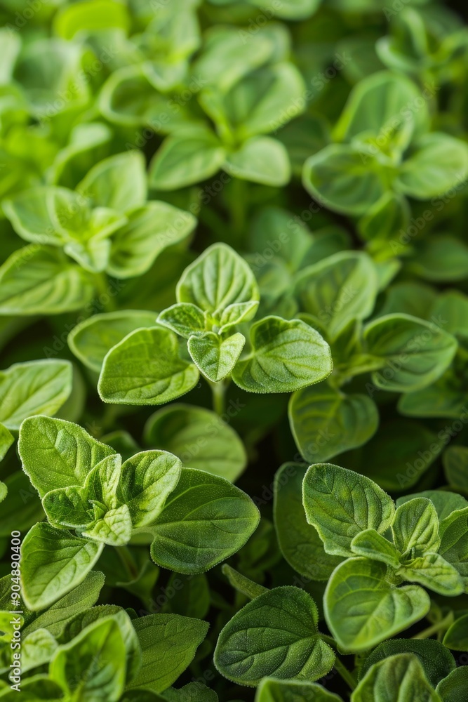 Oregano texture background, origanum vulgare green leaves pattern, wild marjoram banner, sweet marjoram Oregano texture background, origanum vulgare green leaves pattern, wild marjoram banner, sweet marjoram