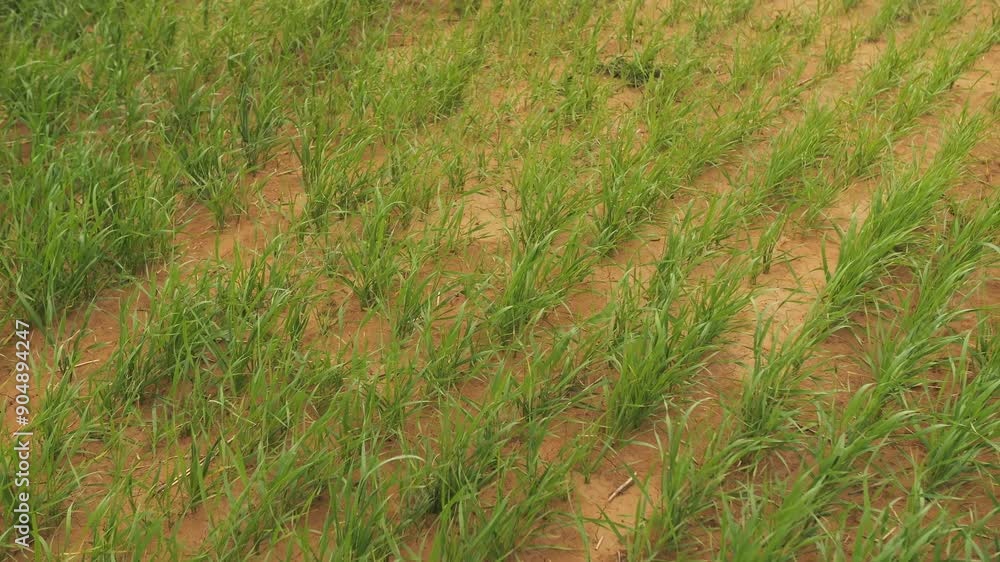 Young wheatgrass in the field Young wheatgrass in the field