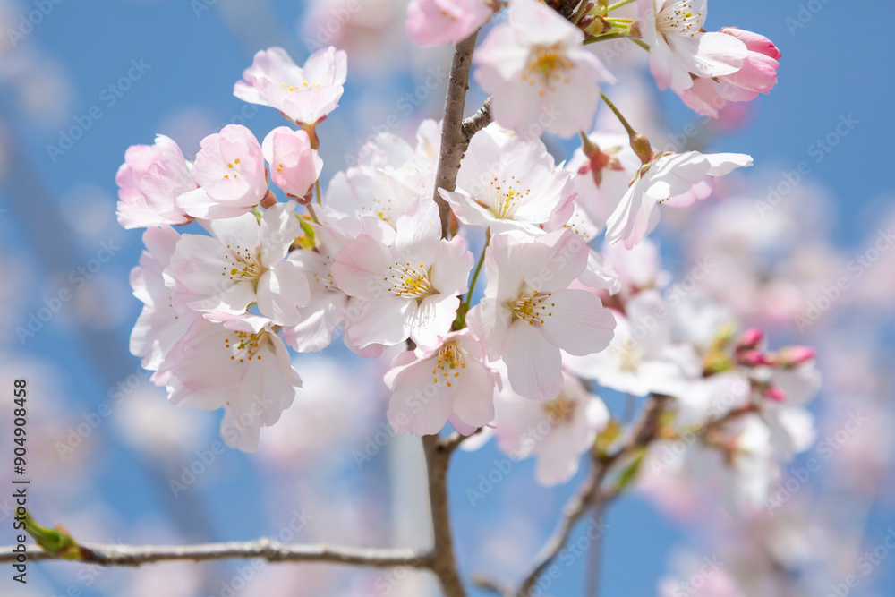 逆光で写した河津桜のクローズアップ
逆光で写した河津桜のクローズアップ