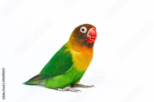 Lovebird (Agapornis Personatus) on isolated white background, animal closeup. (burung Lovebird)