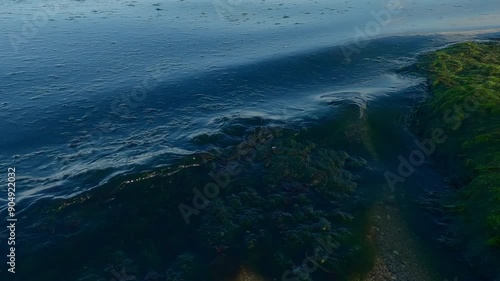 Close-up of colonial form of green algae torn off by a storm in the littoral zone on the beach, Camera moves forwards