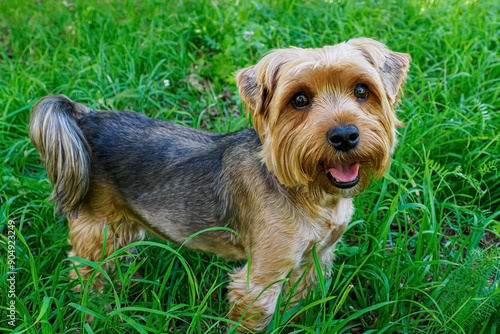 Yorkshire terrier. Dog. A pet. Portrait of a funny smiling purebred dog.