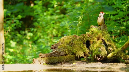 Great Spotted Woodpecker in forest of Friesland Netherlands front view of bird on decomposing tree stump photo