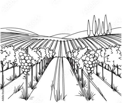 Hand drawn vector illustration of farmland. Simple grape fields, lineart