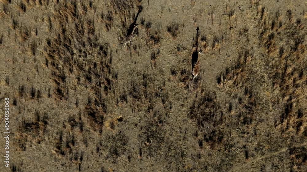 Giraffes crossing an African savannah plain from a bird's eye view on a windy day Giraffes crossing an African savannah plain from a bird's eye view on a windy day