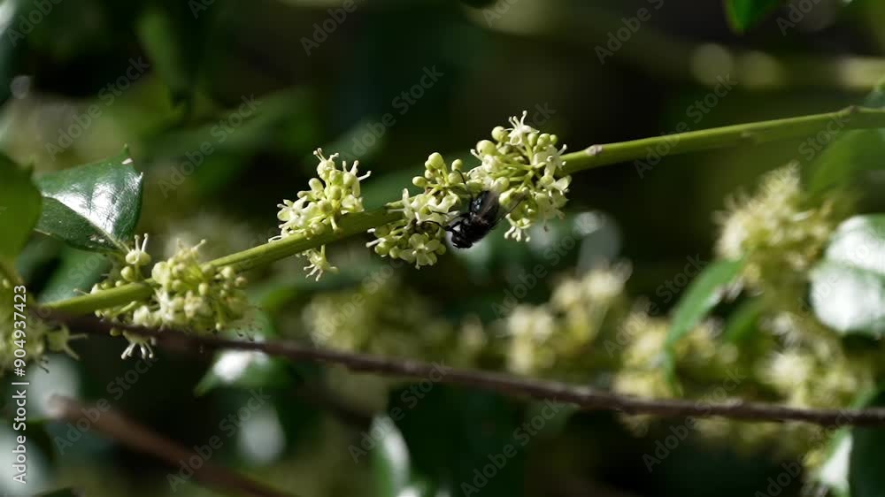 Fly hangs upside down of bunches of flowers growing off of thin green branch Fly hangs upside down of bunches of flowers growing off of thin green branch