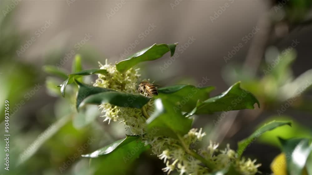 Rearview of bee gathering nectar from deep within small flowers between sharp pointed waxy leaves that shine, macro Rearview of bee gathering nectar from deep within small flowers between sharp pointed waxy leaves that shine, macro