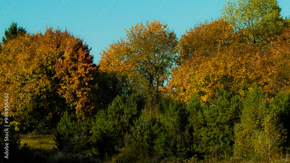 Naklejka premium Autumnal forest in sunny day, Poland.