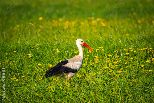 White stork in the grass