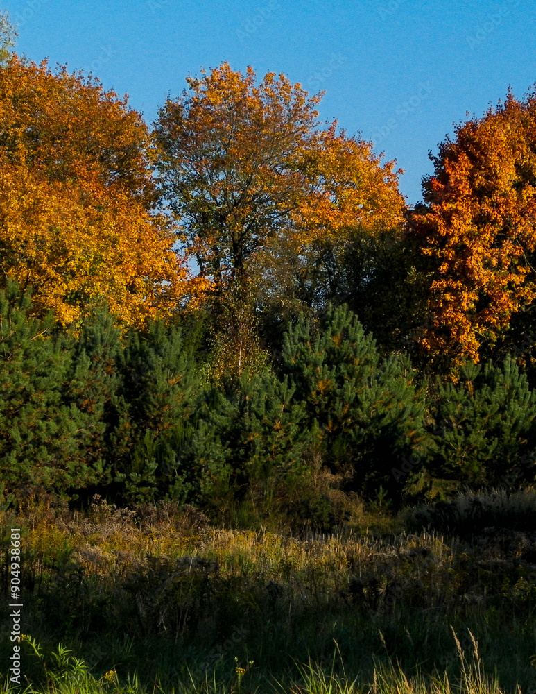 Autumnal forest in sunny day, Poland. Autumnal forest in sunny day, Poland.