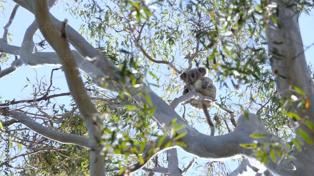 A large native Australian Koala Bear spotted in the wild looks down towards tourist taking photos. Animal behaviour video A large native Australian Koala Bear spotted in the wild looks down towards tourist taking photos. Animal behaviour video