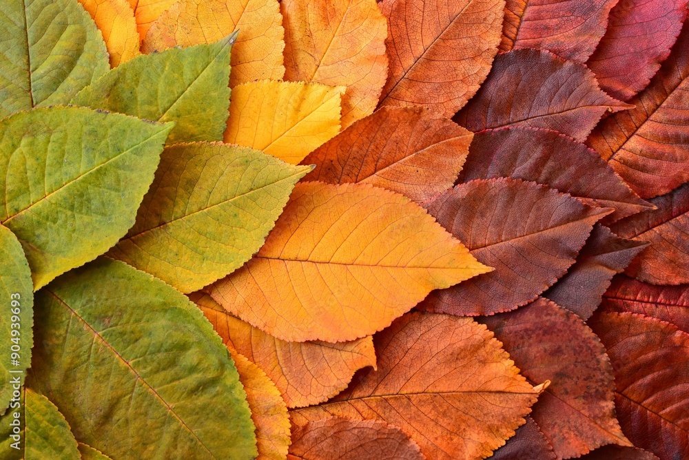 autumn leaves background autumn leaves background