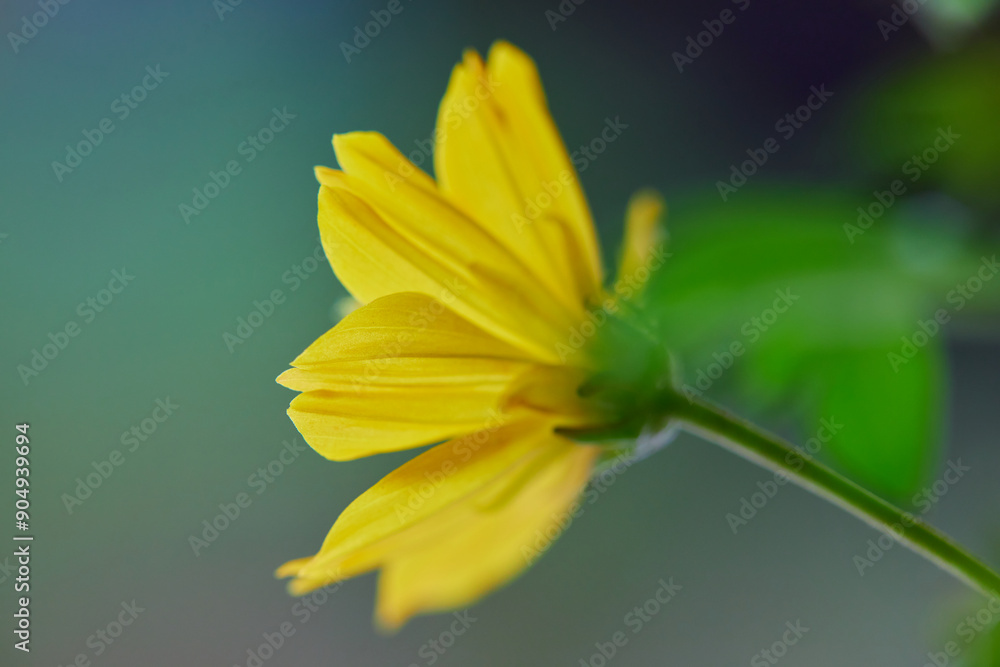 Close-up of Marigold flower blossom in garden Close-up of Marigold flower blossom in garden