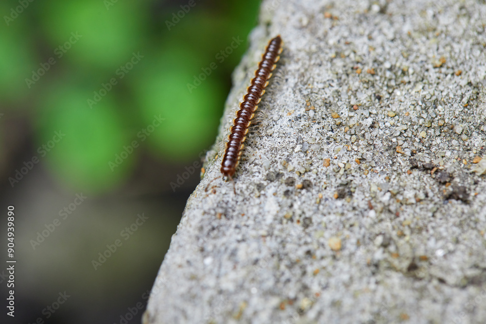 Close-up view of Millipede seams (Orthomorpha enghoffi sp.) in nature Close-up view of Millipede seams (Orthomorpha enghoffi sp.) in nature