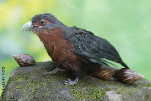 A young chestnut-breasted malkoha is hunting for escargots on the mossy ground. This beautifully colored bird has the scientific name Phaenicophaeus curvirostris. photo