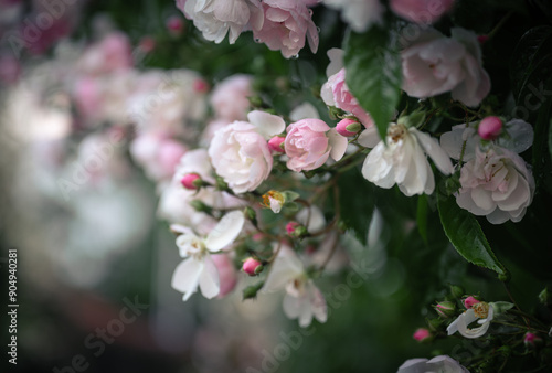 Pink and white roses in the garden