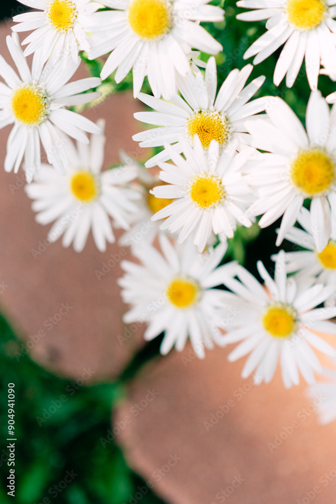Close-up of blooming white daisies with yellow centers, over sid Close-up of blooming white daisies with yellow centers, over sid