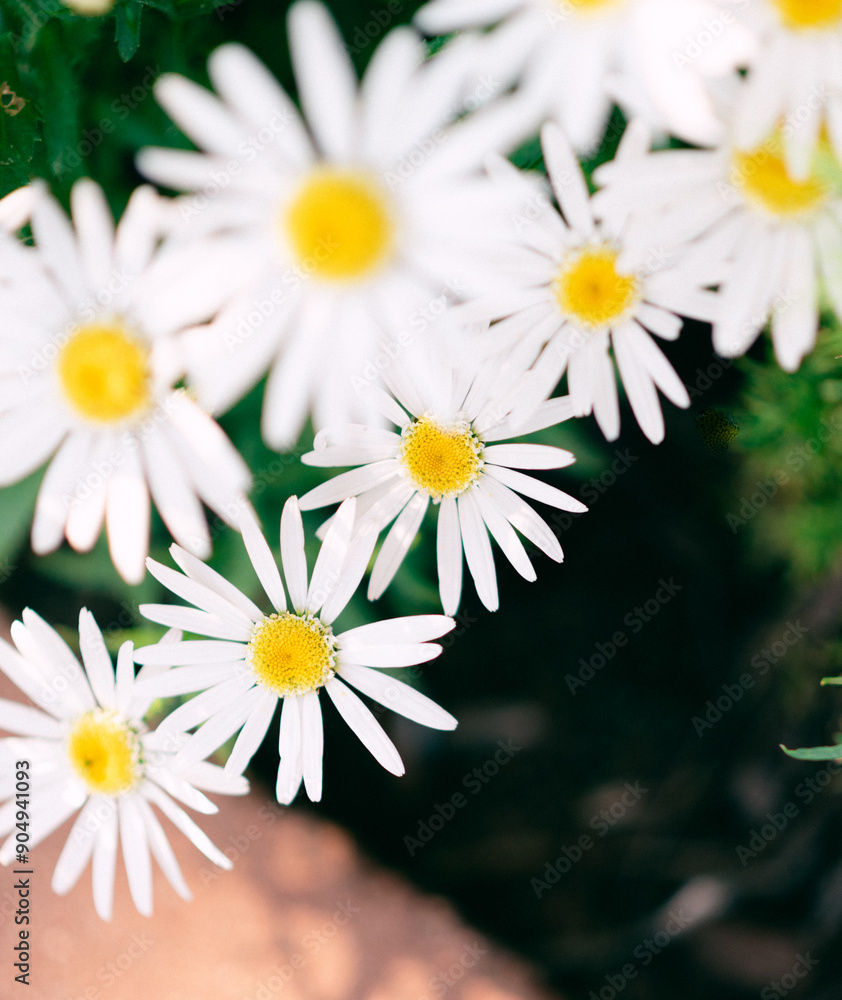 Fototapeta premium Close-up of blooming white daisies with yellow centers, over sid