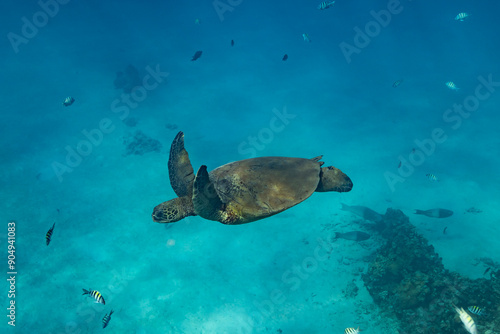 Up close with turtle and fish in Hawaii waters photo