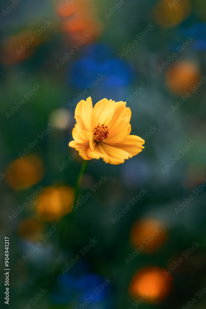 Yellow cosmo with colorful flowers in background Yellow cosmo with colorful flowers in background