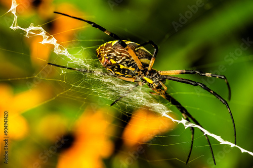 A garden spider, Argiope aurantia Lucas, on its web in a garden. photo