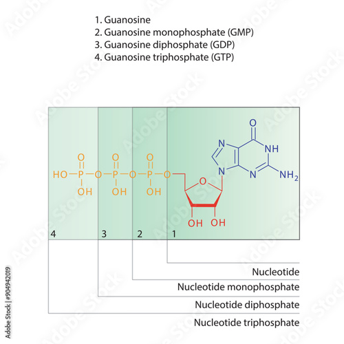 Diagram of nucleotide - Guanosine  mono, di and trip phosphate skeletal structure schematic illustration, Nucleoside molecule.