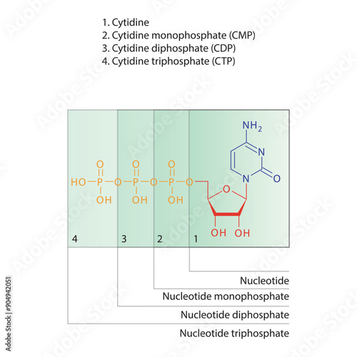 Diagram of nucleotide - Cytidine  mono, di and trip phosphate skeletal structure schematic illustration, Nucleoside molecule.