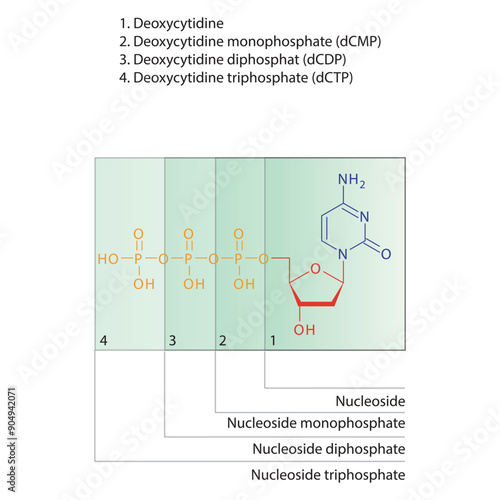 Diagram of nucleoside - Deoxycytidine  mono, di and trip phosphate skeletal structure schematic illustration, Nucleoside molecule.