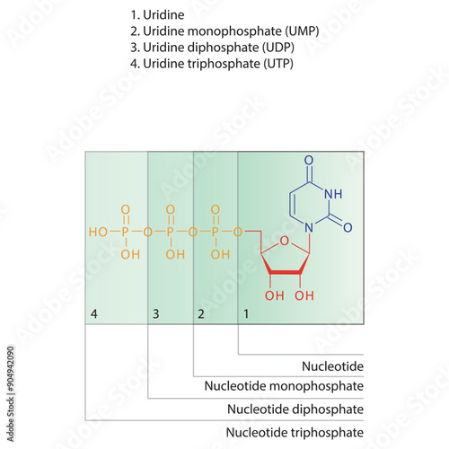 Diagram of nucleotide - Uridine  mono, di and trip phosphate skeletal structure schematic illustration, Nucleoside molecule.