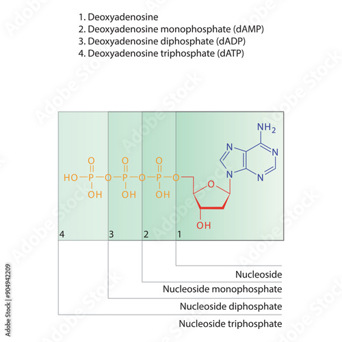 Diagram of nucleoside - Deoxyadenosine  mono, di and trip phosphate skeletal structure schematic illustration, Nucleoside molecule.