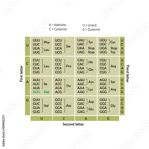 Table of RNA Codons - Genetic biological code of amino acids. Amino acid sequence chart. Eps 10 vector illustration.