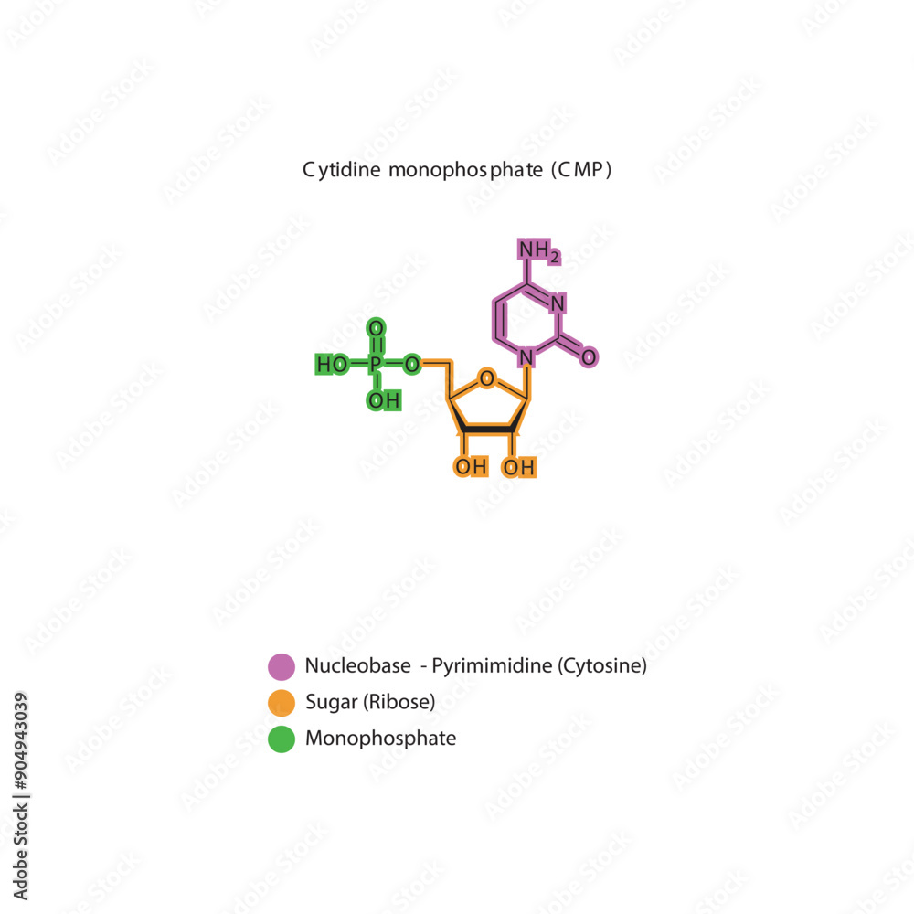 Fototapeta premium Cytidine monophosphate (CMP) skeletal structure schematic illustration, Nucleotide molecule.