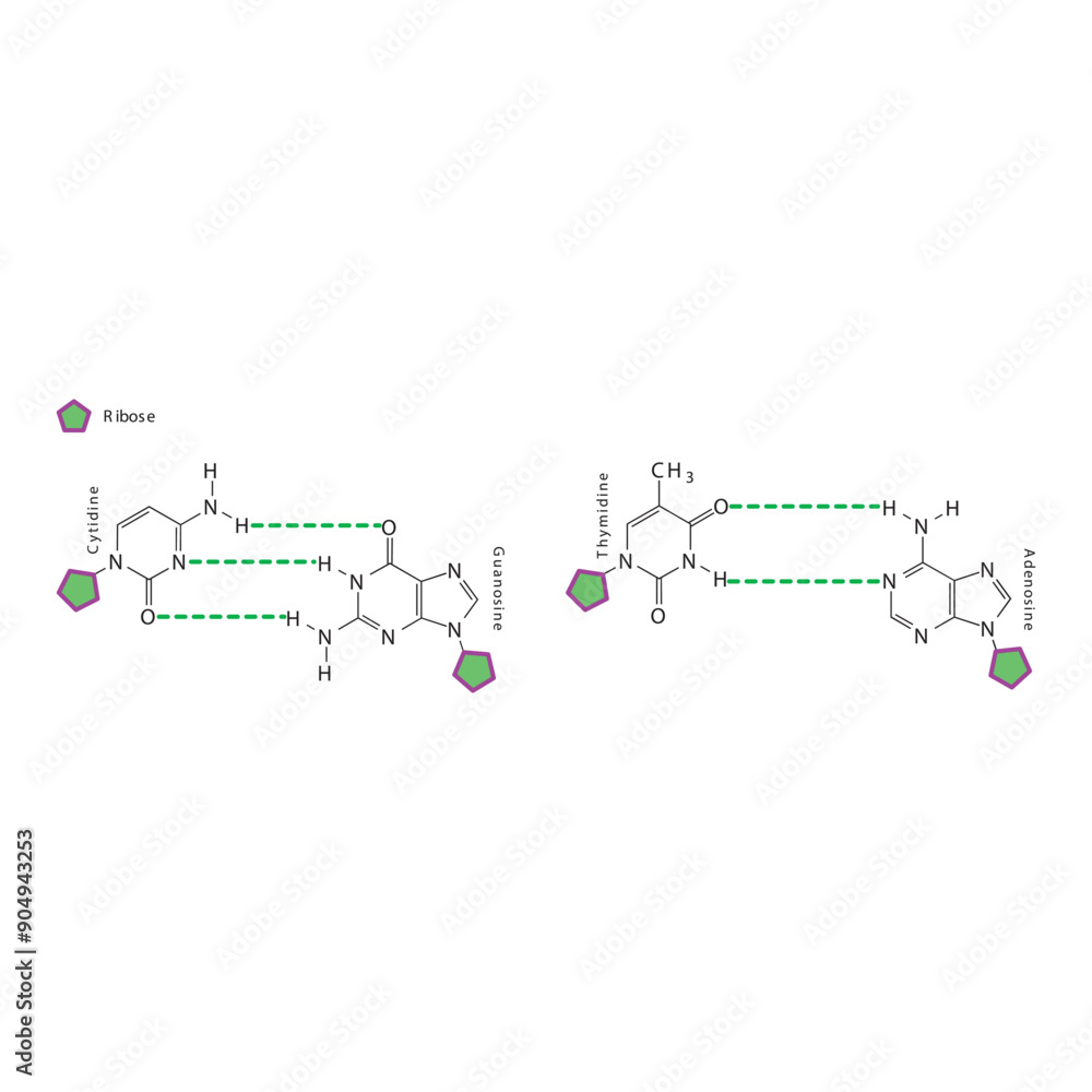 Diagram showing hydrogen bonds between DNA nitrogenous bases - Cytidine, Guanosine, Adenosine, Thymidine. simple schematic illustration. Diagram showing hydrogen bonds between DNA nitrogenous bases - Cytidine, Guanosine, Adenosine, Thymidine. simple schematic illustration.