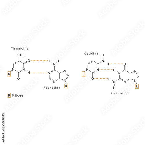 Diagram showing hydrogen bonds between DNA nitrogenous bases - Cytidine, Guanosine, Adenosine, Thymidine. simple schematic illustration. photo