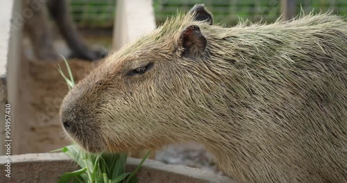 Wallpaper Mural Close up of capybara or Hydrochoerus hydrochaeris face. Capybara is the largest extant rodent in the world. Torontodigital.ca