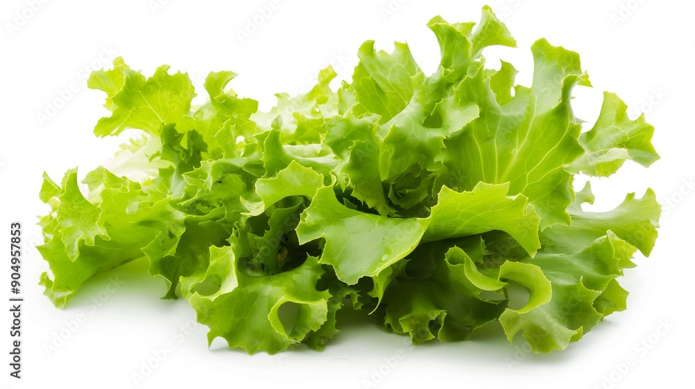 Fresh Green Cluster of Crisp Salad Leaves Isolated on White Background Fresh Green Cluster of Crisp Salad Leaves Isolated on White Background