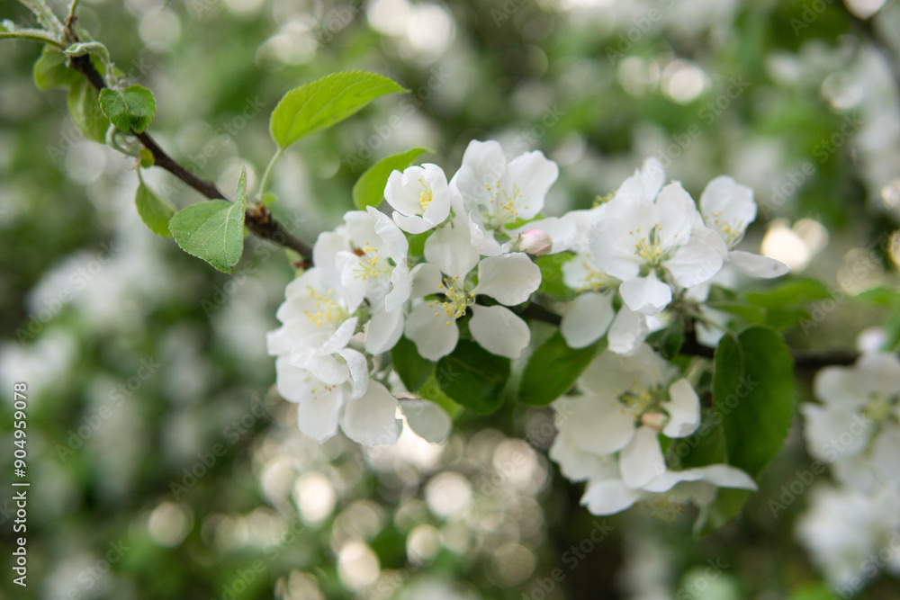 Blooming Apple tree branches with white flowers close-up. Blooming Apple tree branches with white flowers close-up.