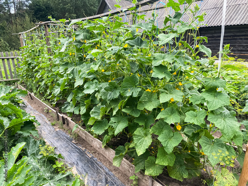 the process of growing cucumbers in the garden in summer