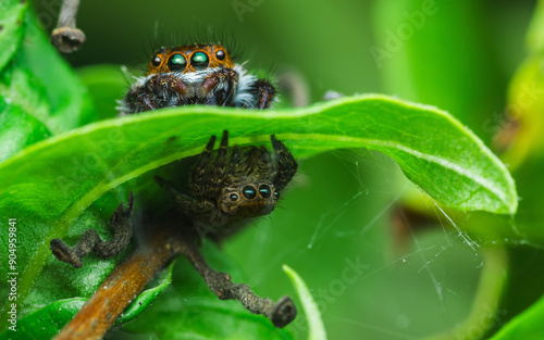 Jumping spider on green leaf.