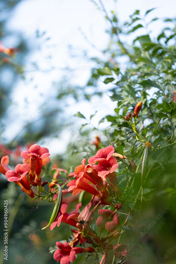 campsis red flowers in the garden campsis red flowers in the garden
