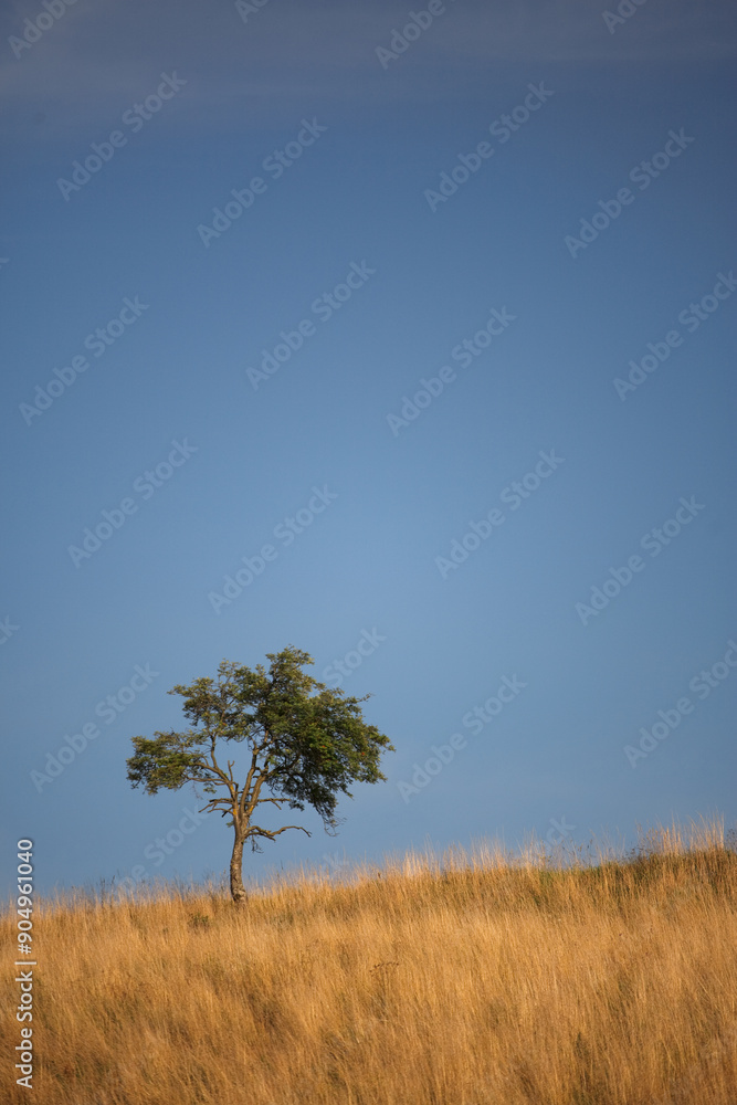 Obraz premium Samotnik