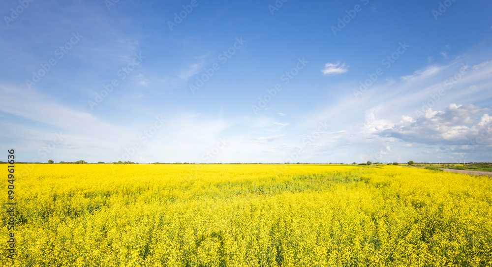 Obraz premium A field of yellow flowers with a blue sky in the background