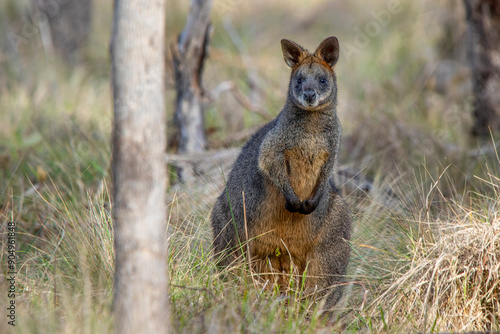 Cuadro en lienzo Swamp Wallaby (Wallabia bicolor), Woodlands Historic Park, Greenvale