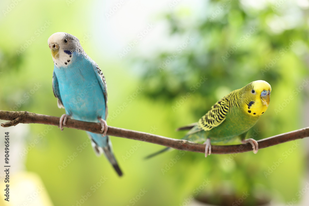 Obraz premium Pet parrot. Cute budgerigars sitting on stick against blurred background