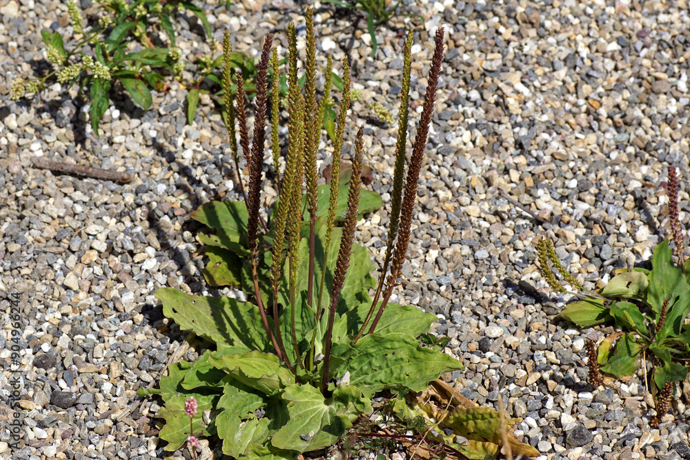 Fototapeta premium Close up flowering greater plantain (Plantago major), family Plantaginaceae. In the gravel. Summer, Netherlands
