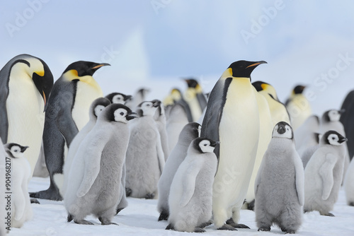 Emperor penguins (Aptenodytes forsteri), Penguin Colony with Adult and Chicks, Snow Hill Island, Antartic Peninsula, Antarctica