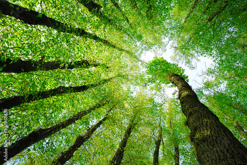 Large Linden trees (Tilia) and Oaks (Quercus) are striving towards the light, view from below into the treetops, Mecklenburg-Western Pomerania, Germany, Europe photo